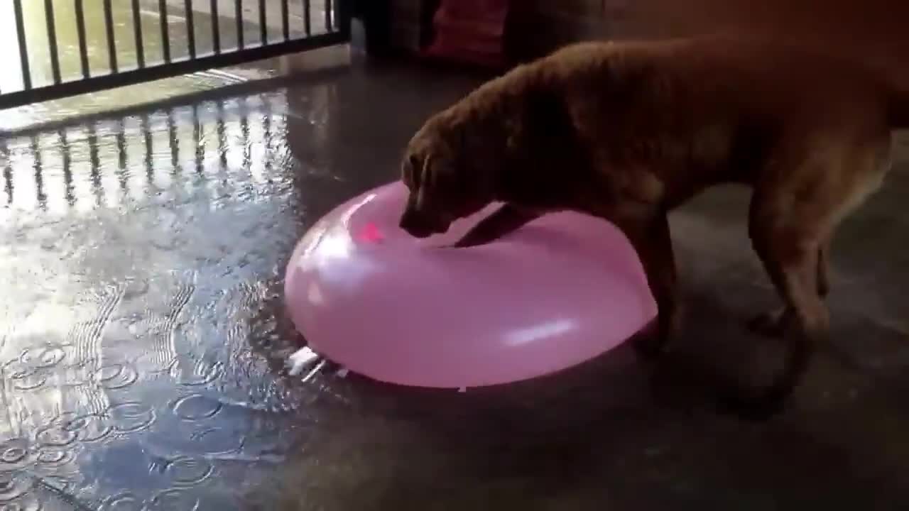 Funny Dog 🐕 playing