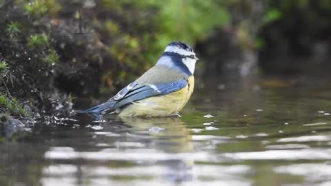 butiful Blue tit wishing in a pond