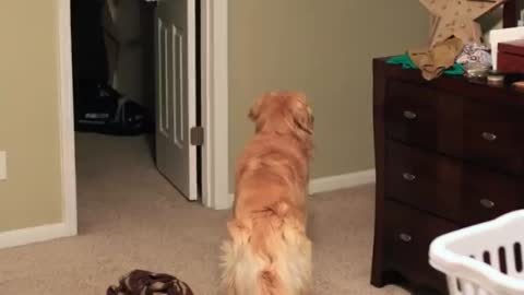 Adorable Golden Retriever Welcomes Marine Home