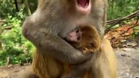 Monkey Mom !!!♥️🐒🐒