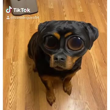 Bug Eyed Rottie