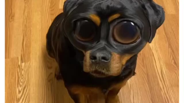 Bug Eyed Rottie