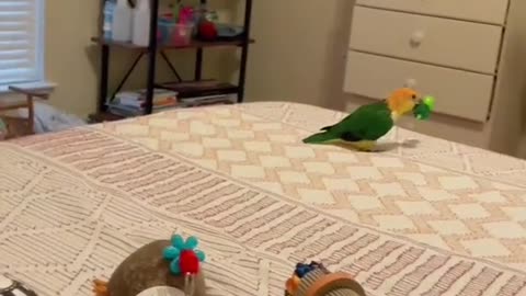 Try not to laugh funny parrot