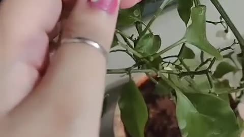 Shine of pink in the green