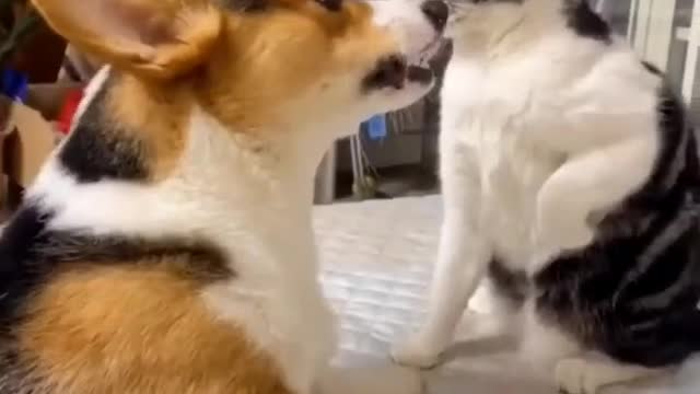 Cute dog and cat