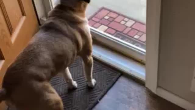 Bubba the Dog AKA Mr Wiggle butt sees his step sister coming over