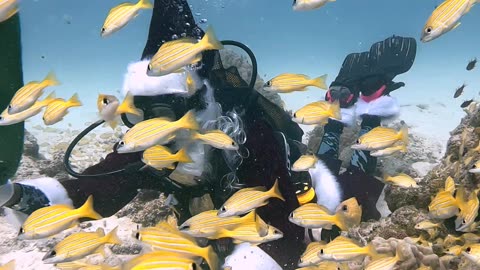 Santa Swaps Reindeer for Flippers