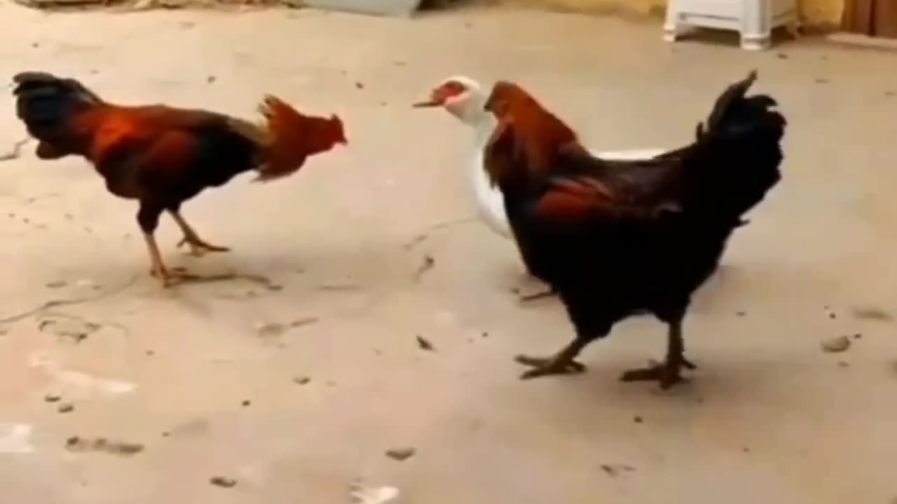 Funny animal video best video