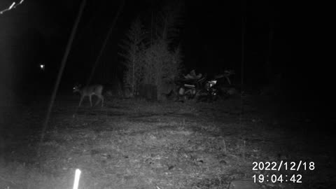 12/18/22 DEER