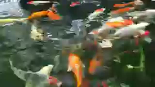 Koi fish pond