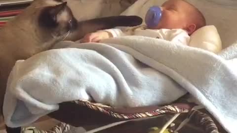 Cat interested in babys purple pacifier