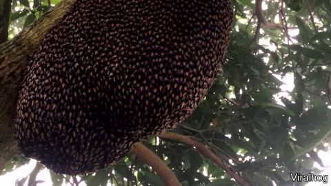 Beehive Makes Mesmerizing Defensive Wave