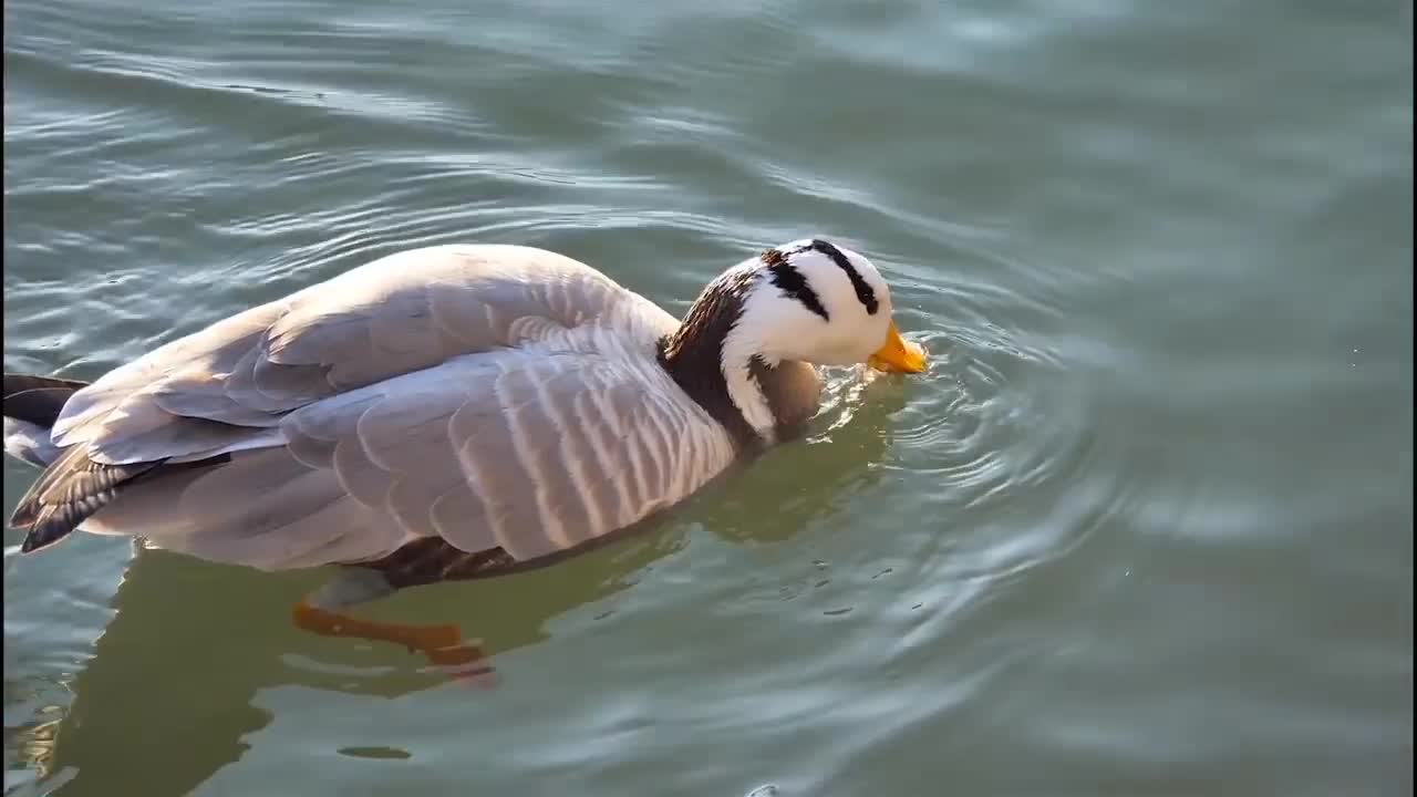 Duck