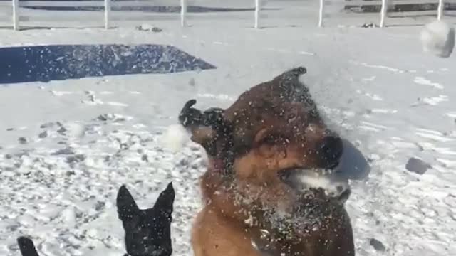 Slowmo brown dog catches snow ball in field