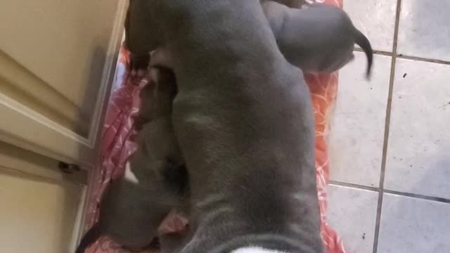 Msu bully farm