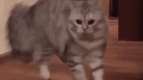 A cat fooled by its tail 😯🤭😂😂