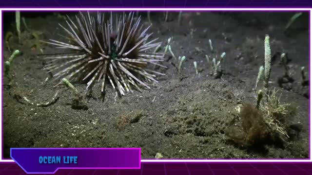 Life of sea urchins, sea snails & octopuses