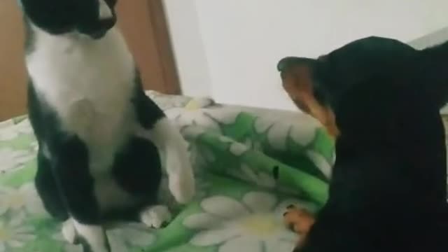 Fighting between cat and dog