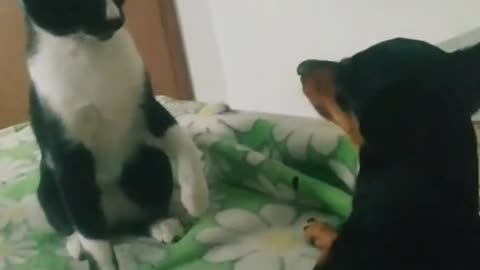 Fighting between cat and dog