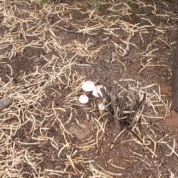 Monsoons Bring Mushrooms