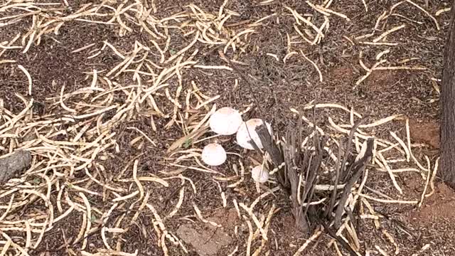 Monsoons Bring Mushrooms