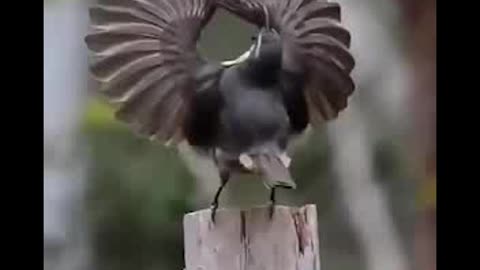 A Lovely Bird Praising God