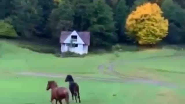 Beautiful Nature - Horses