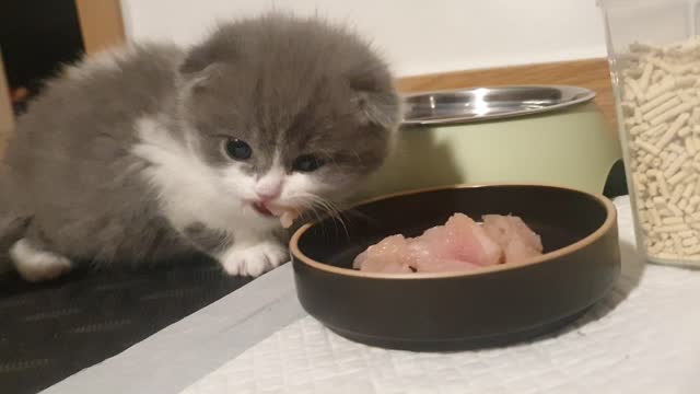 The cute baby cat's MUKBANG.