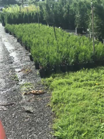 1 gallon green giants for sale at Highland Hill