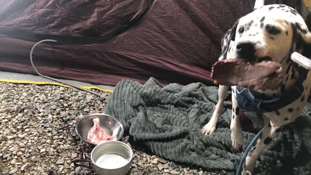 Dalmatian wants to eat the meat
