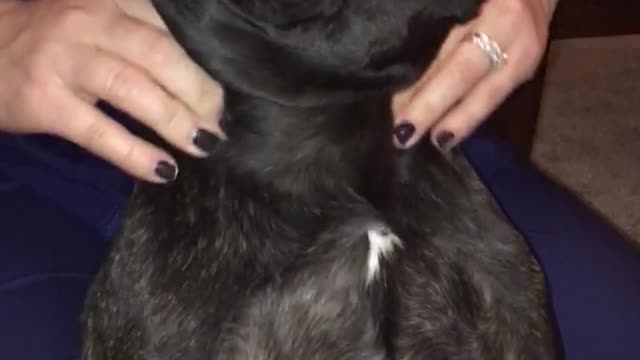 Lady in blue scrubs gives black french bulldog massage