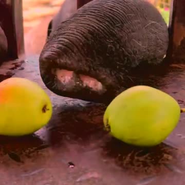 Adore Elephant life, Animals, Adorable Monkeys #6