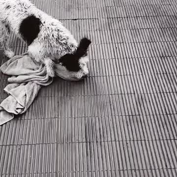 Awsome! Dog`s party after the shower.