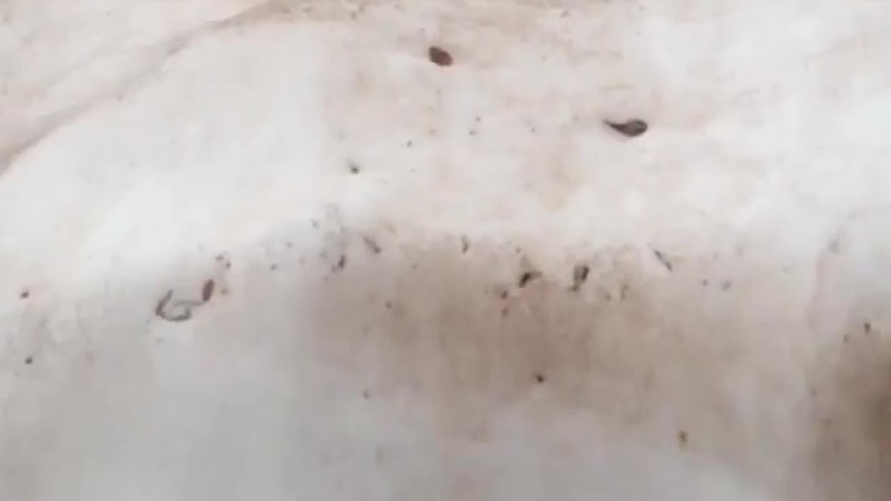 Wildlife