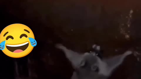 Funny dance of cuteie animal