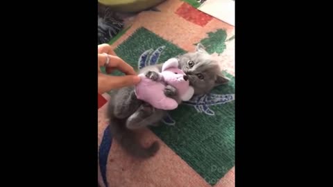 Funny cats and dogs, compilation of funny animals from the internet