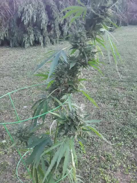 Using a Tree after losing some Trees