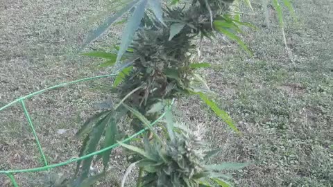 Using a Tree after losing some Trees