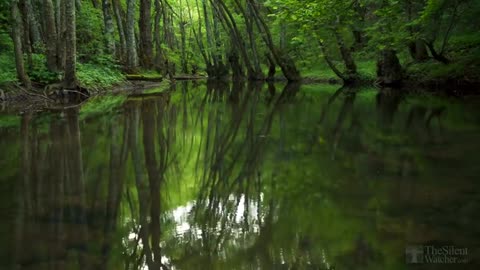 Nature Sound Birds Sounds for peace