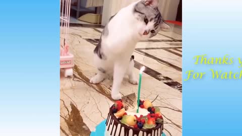 Funny And Cute Cat`s Life (Part 1) Cats And Owners Are The Best Friends Videos