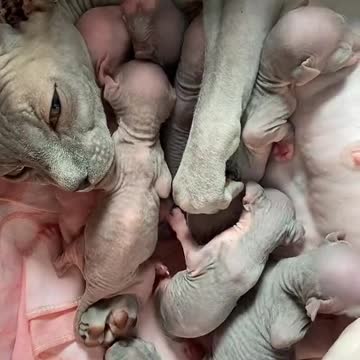 Mother Sphynx Cat Good Takecare Her Kittens