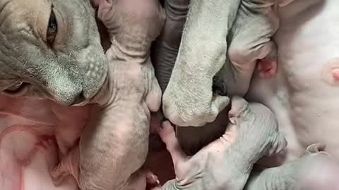 Mother Sphynx Cat Good Takecare Her Kittens