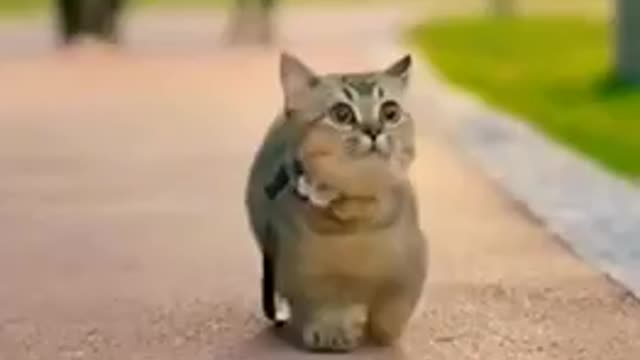 Cute cat