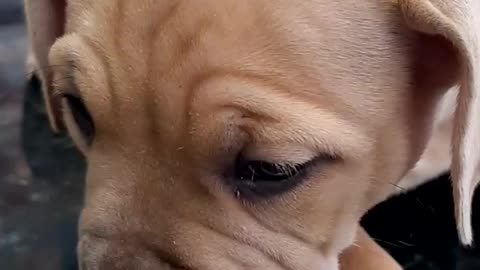 So cute this puppy, visiting the vet!