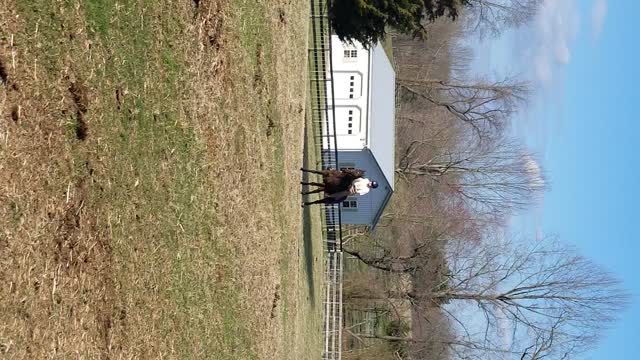 Forest saddle testing