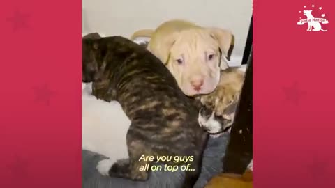 The dog giving birth on puppy