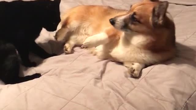 Black cat and corgi on bed