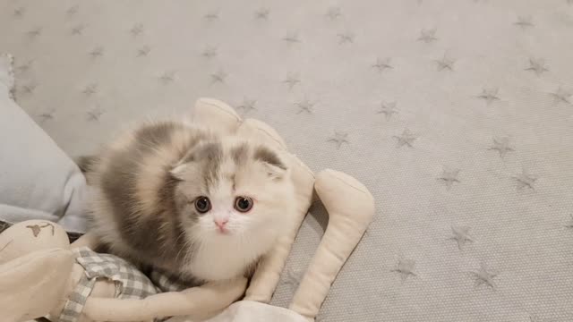 Cute Little Cat Plays with its ball