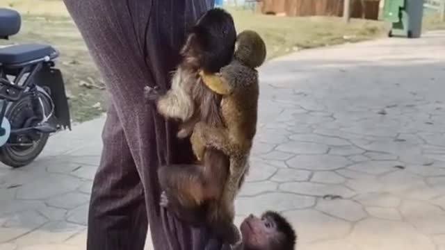 The breeder teases the little monkey with milk