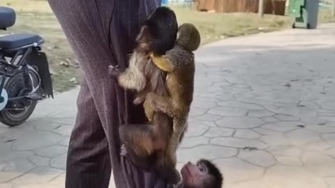 The breeder teases the little monkey with milk